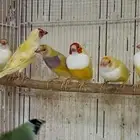 قولدن فنش