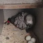 زوج كاسكو تحته بيض تم البيع