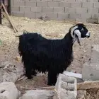 عنز حليب طيبه ماشاء الله تبارك الرحمن حليب وافر