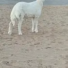 فحل حري فاخر لأهل النوادر