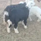 ملل الجنوبي