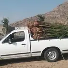 يوجد لدينا جميع انواع انخيل