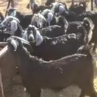 المدينه ملل الجنوبي