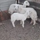 طليان