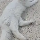 قط للتبني