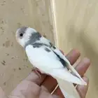 فروخ بادجي اليفه