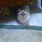 اللبيع بسه هملايا