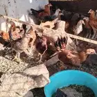 دجاج بلدي للبيع