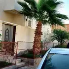 أشجار نخل امريكي