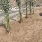 يوجد لدينا جميع انواع انخيل