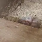 اجواز روز منتج