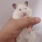 هامستر سوري أليف