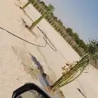 يوجد لدينا جميع انواع النخيل دمام الجبيل