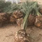 يوجد لدينا جميع انواع انخيل