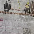 زوج طيور كراون