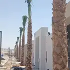 نخيل واشنطن