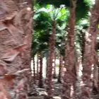 نخل واشنطن بجميع المقاسات