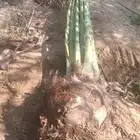 يوجد لدينا جميع انواع انخيل