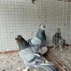 حمام تركي عسلي