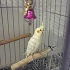 كيروان انثى للبيع