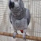 كاسكو افريقي سوبر جامبو متكلم اليف