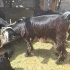 المدينه ملل الدوداء
