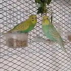 بادجي إنتاج محميتي الخاصه