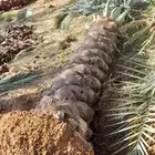 نخل للبيع مع التوصيل تكريب هلال