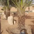 تكريب وقلع وتشكويك المزاحمية الرياض الجله ضرماء شقراء مله