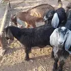 جفار