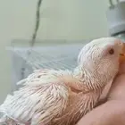 فرخ روز البينو