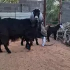 عنز تامه معها 3تيوس طيبات