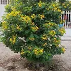 مزرعة الياسمين