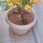 جهنميه تايلاندي 4الوان