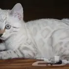 قطط بنغال سنو جاهزين للاستلام للبيع