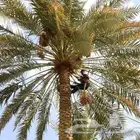 لجميع أعمال النخيل والواشنطن