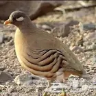 ذكر الحجل الرملي   الصفرد