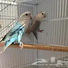 روز منتج للبيع اكل طيور بادجي كناري كروان كوكتيل