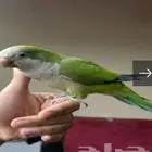 كويكر للبيع