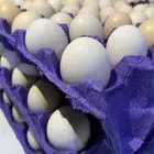 بيض دجاج بلدي فيومي شبابي مخصب للفقاسات فقط