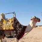 افلح من زكر الله يوجد لدينا ايجار جمال وخيل باليوم والاسبوع