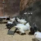 كوشن سلكي