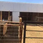 حوش غنم للايجار 799 ريال فقط