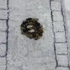 سبحه
