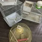 اقفاص