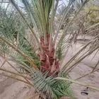 نخل يوجد الدينا بجميع أنواعها