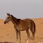 مهره فرس