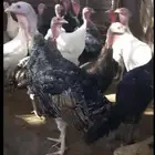 يوجد رومي بياض 20 حبه