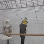 زوج كروان للبيع