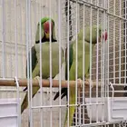 جوز دره نيبالي تم البيع